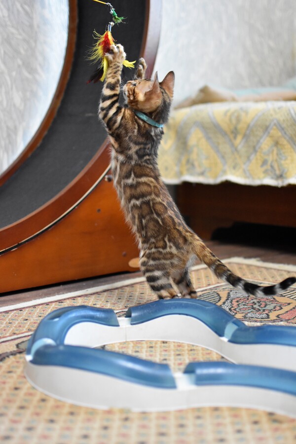 Бенгальский котенок Greenstyle Frodo фото 8