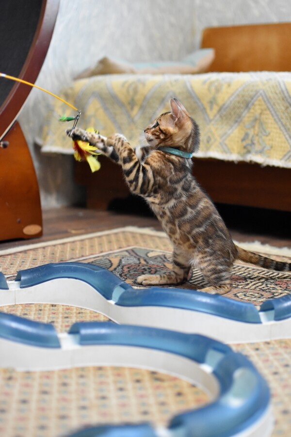 Бенгальский котенок Greenstyle Frodo фото 9