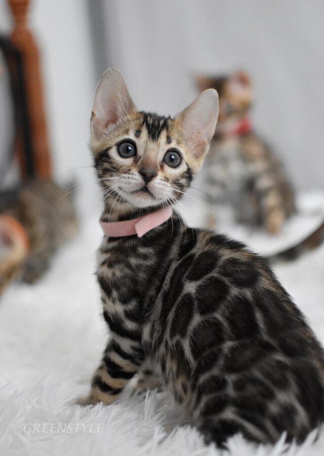 Бенгальский котенок GREENSTYLE GERA