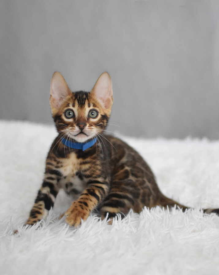 Бенгальский котенок GREENSTYLE GOLIAF