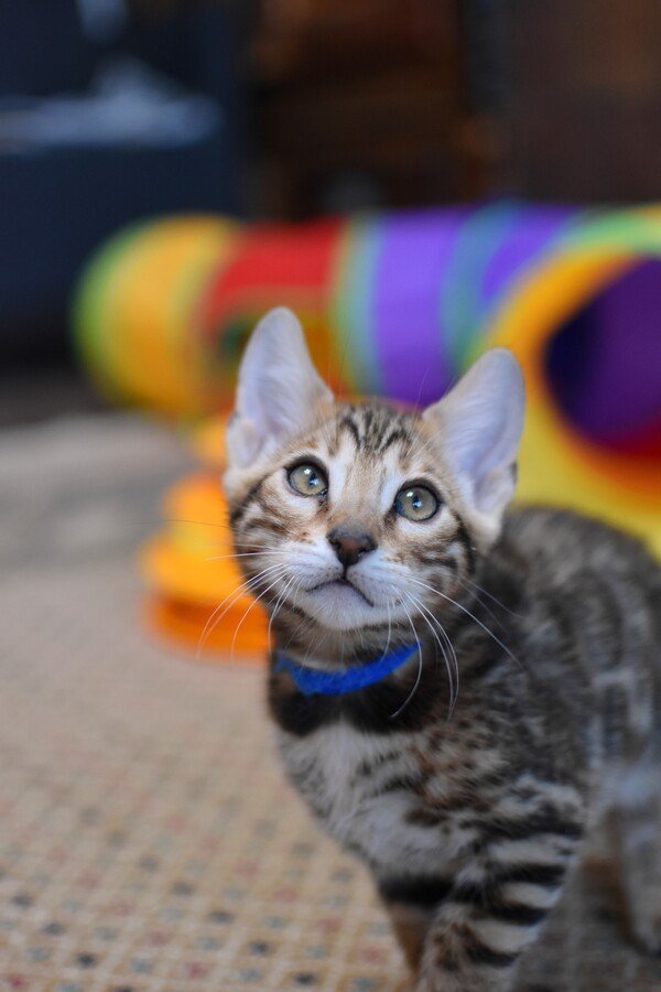 Бенгальский котенок GREENSTYLE GWINDOR