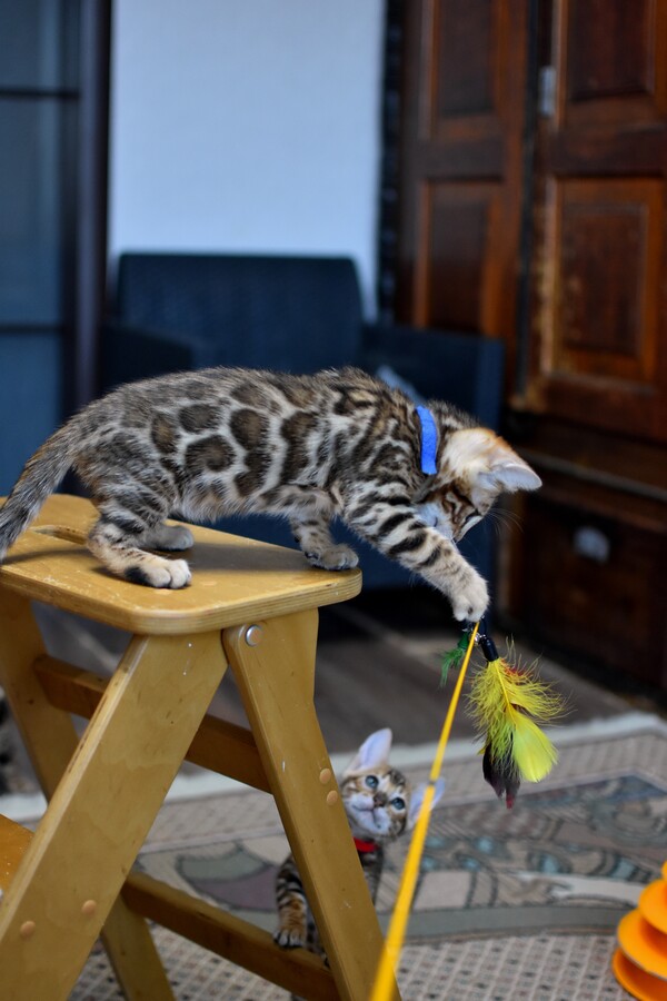 Бенгальский котенок Greenstyle Gwindor фото 10