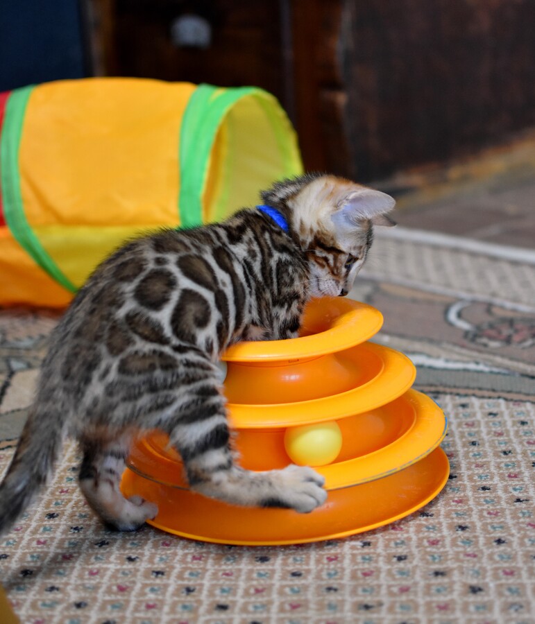 Бенгальский котенок Greenstyle Gwindor фото 11