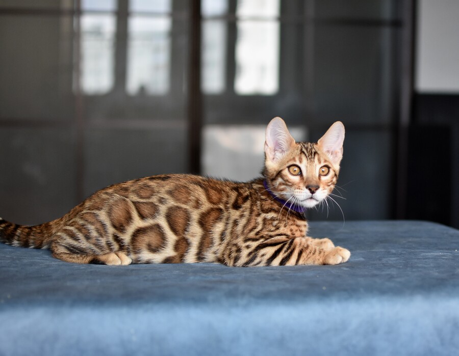 Бенгальский котенок Greenstyle Gwindor фото 12