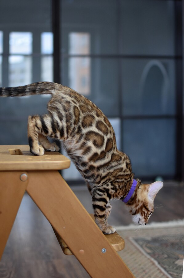 Бенгальский котенок Greenstyle Gwindor фото 13