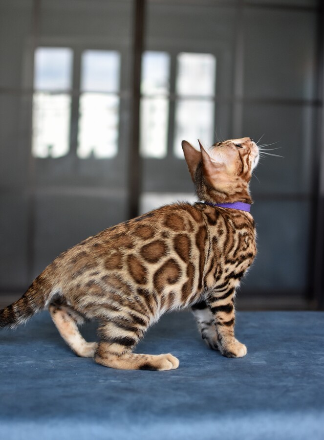 Бенгальский котенок Greenstyle Gwindor фото 14