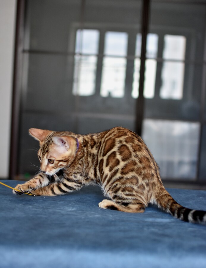 Бенгальский котенок Greenstyle Gwindor фото 15