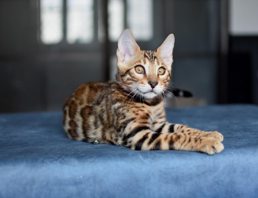 Бенгальский котенок Greenstyle Gwindor фото 17