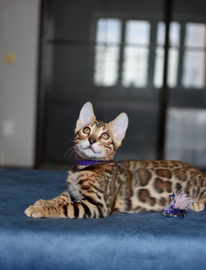 Бенгальский котенок Greenstyle Gwindor фото 18