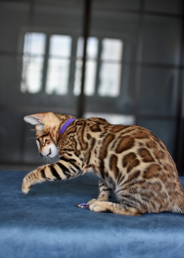 Бенгальский котенок Greenstyle Gwindor фото 19