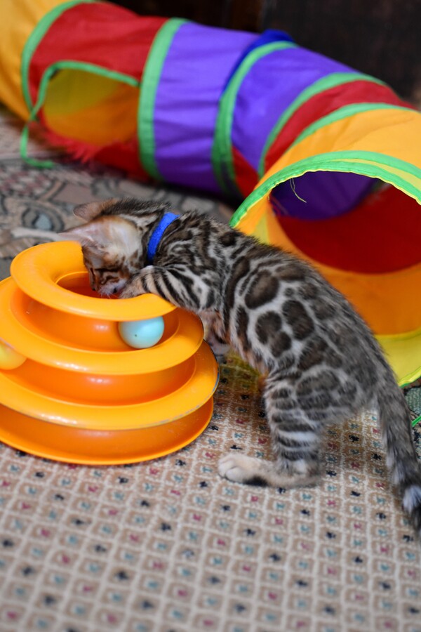 Бенгальский котенок Greenstyle Gwindor фото 2