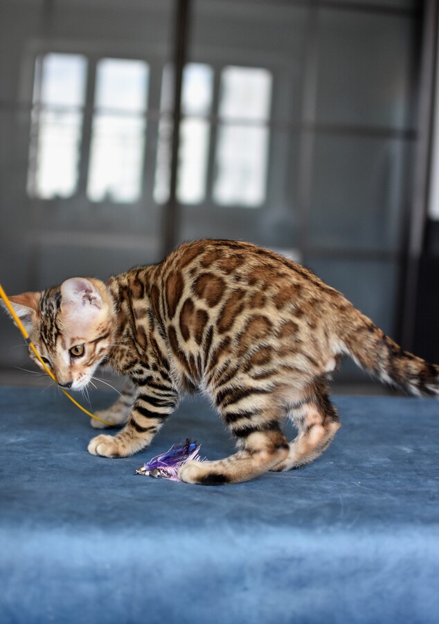 Бенгальский котенок Greenstyle Gwindor фото 20