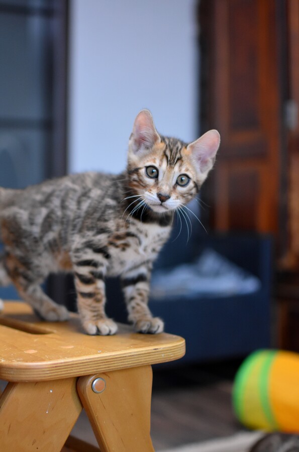 Бенгальский котенок Greenstyle Gwindor фото 3