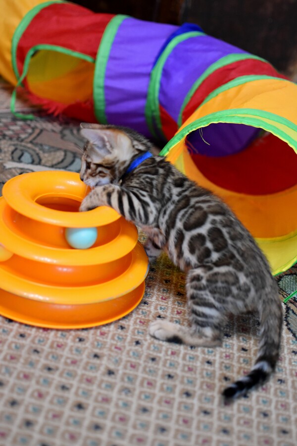 Бенгальский котенок Greenstyle Gwindor фото 4