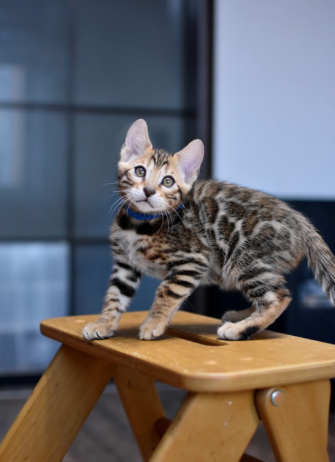 Бенгальский котенок Greenstyle Gwindor фото 5