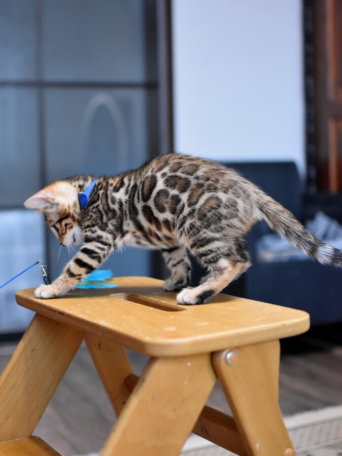 Бенгальский котенок Greenstyle Gwindor фото 6