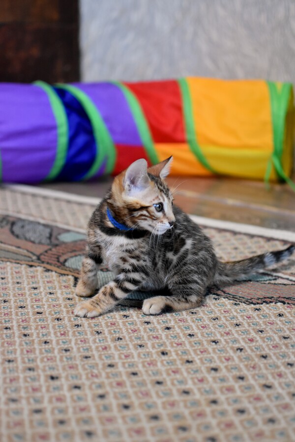 Бенгальский котенок Greenstyle Gwindor фото 7