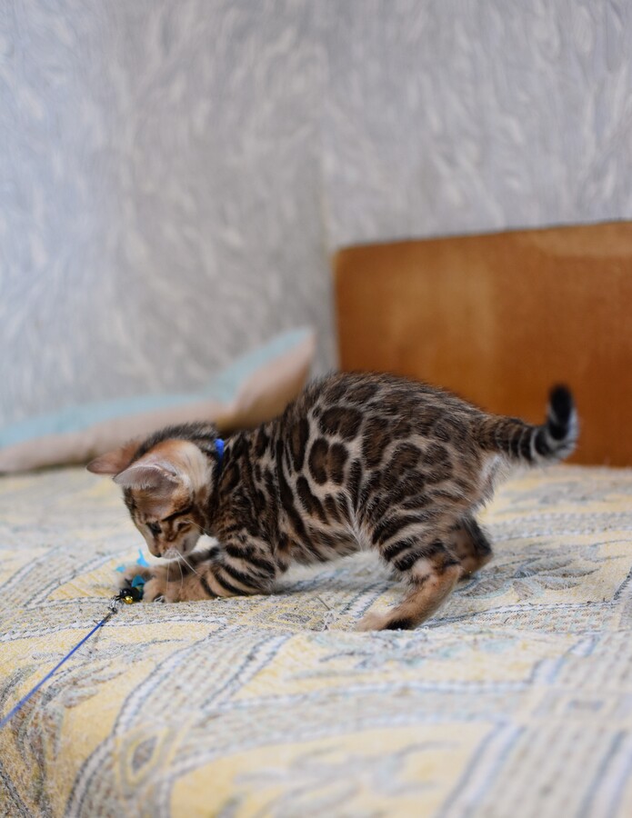 Бенгальский котенок Greenstyle Gwindor фото 8
