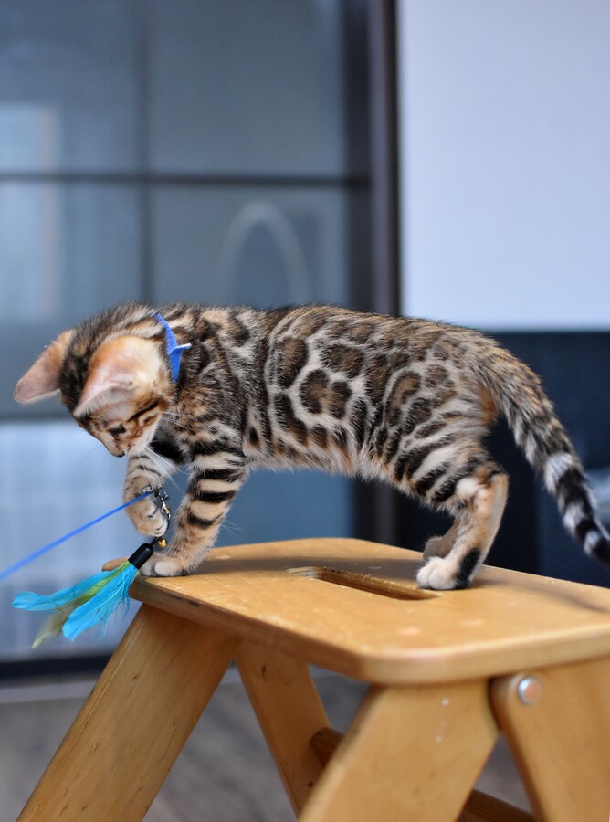 Бенгальский котенок Greenstyle Gwindor фото 9