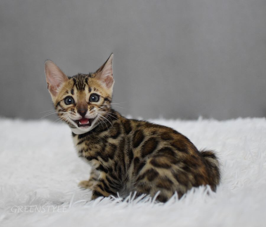 Бенгальский котенок GREENSTYLE ISIDA