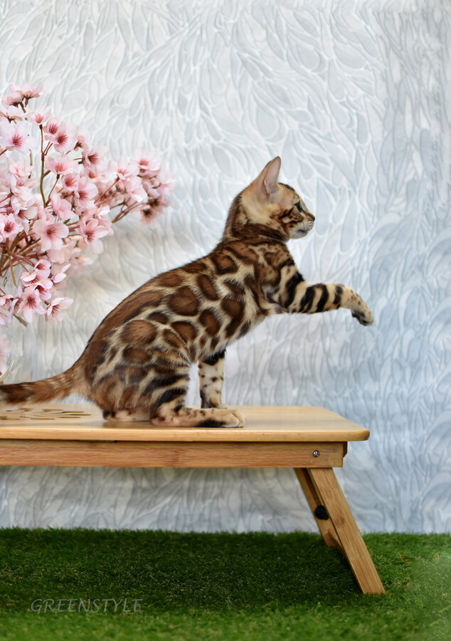 Бенгальский котенок GREENSTYLE LAKSHMI