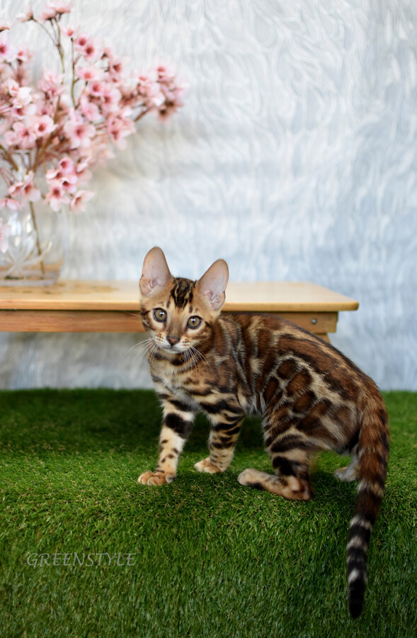 Бенгальский котенок GREENSTYLE LAKSHMI фото 12