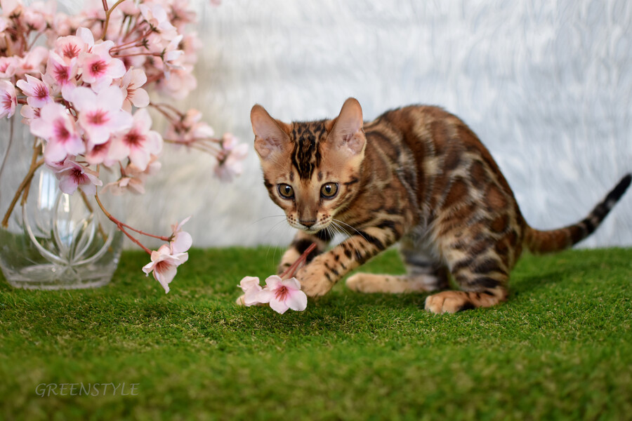 Бенгальский котенок GREENSTYLE LAKSHMI фото 16