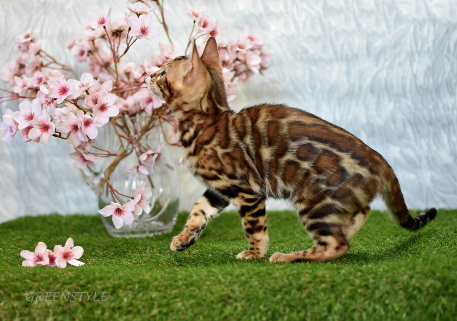 Бенгальский котенок GREENSTYLE LAKSHMI фото 8