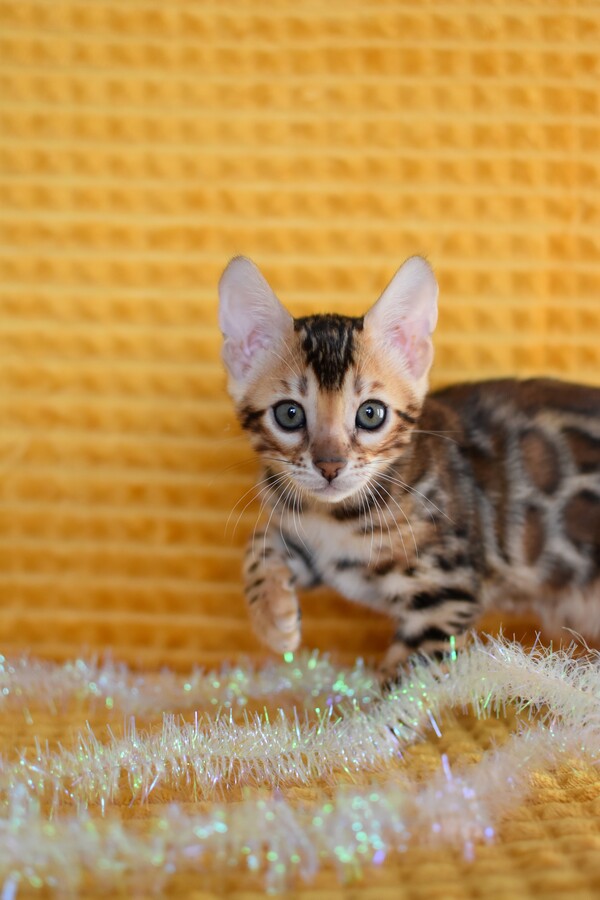 Бенгальский котенок Greenstyle Lilu