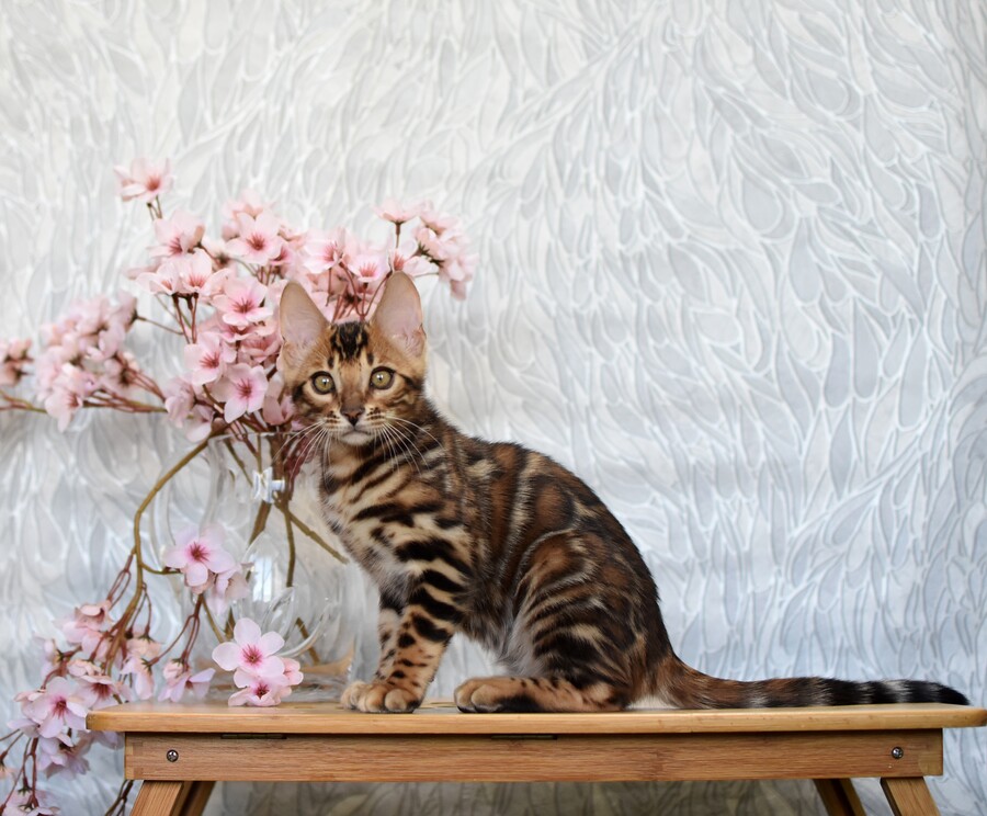 Бенгальский котенок GREENSTYLE LORENZO