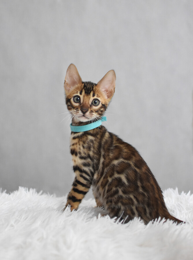 Бенгальский котенок GREENSTYLE MAGNUS