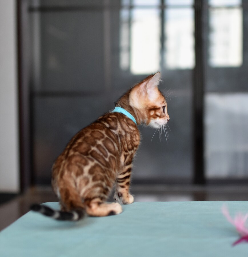 Бенгальский котенок GREENSTYLE PERSEUS
