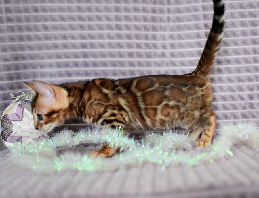 Бенгальский котенок Greenstyle Sapphire