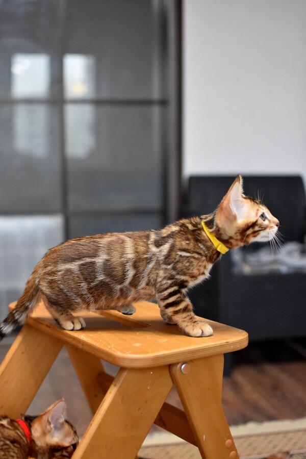 Бенгальский котенок GREENSTYLE SINBAD