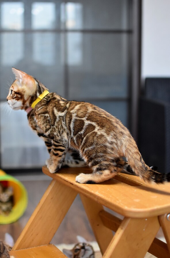 Бенгальский котенок Greenstyle Sinbad фото 10