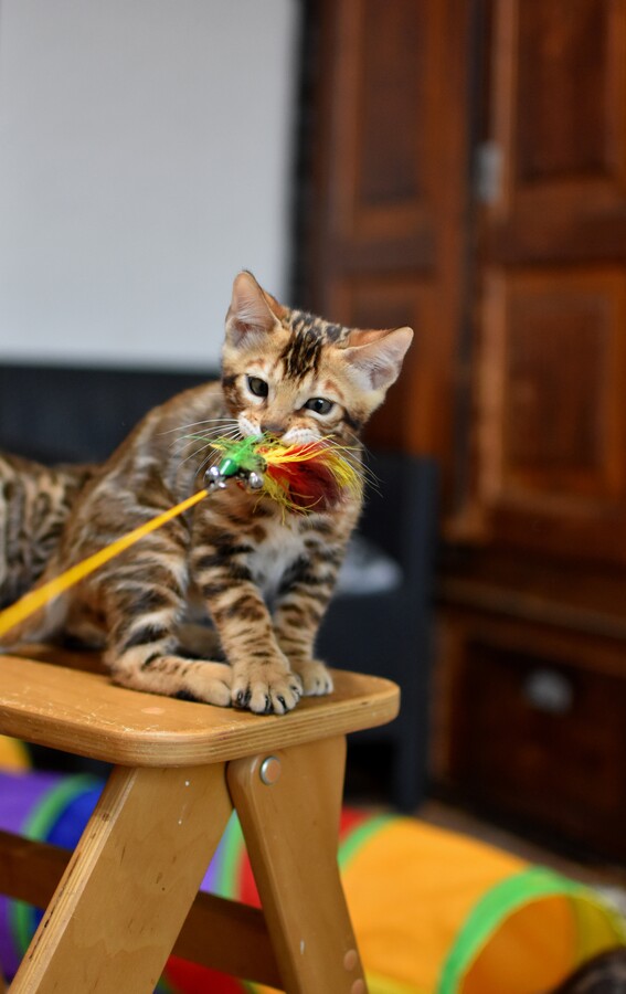 Бенгальский котенок Greenstyle Sinbad фото 11