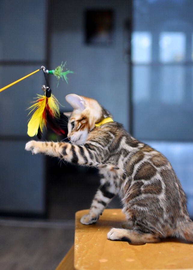 Бенгальский котенок Greenstyle Sinbad фото 12