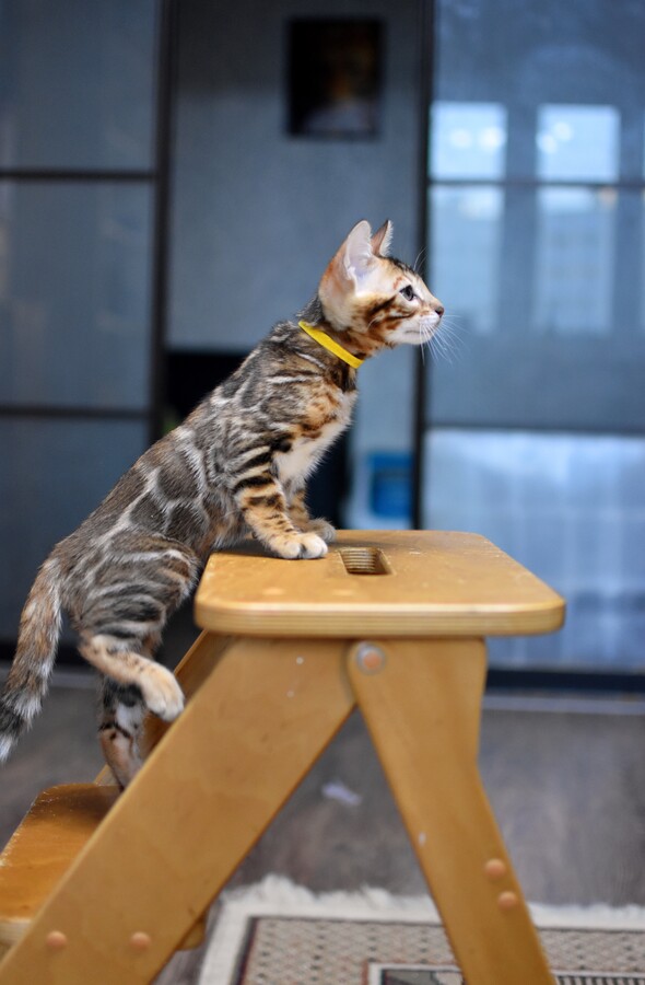 Бенгальский котенок Greenstyle Sinbad фото 14