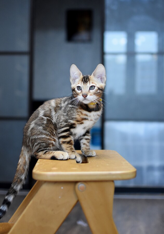 Бенгальский котенок Greenstyle Sinbad фото 2