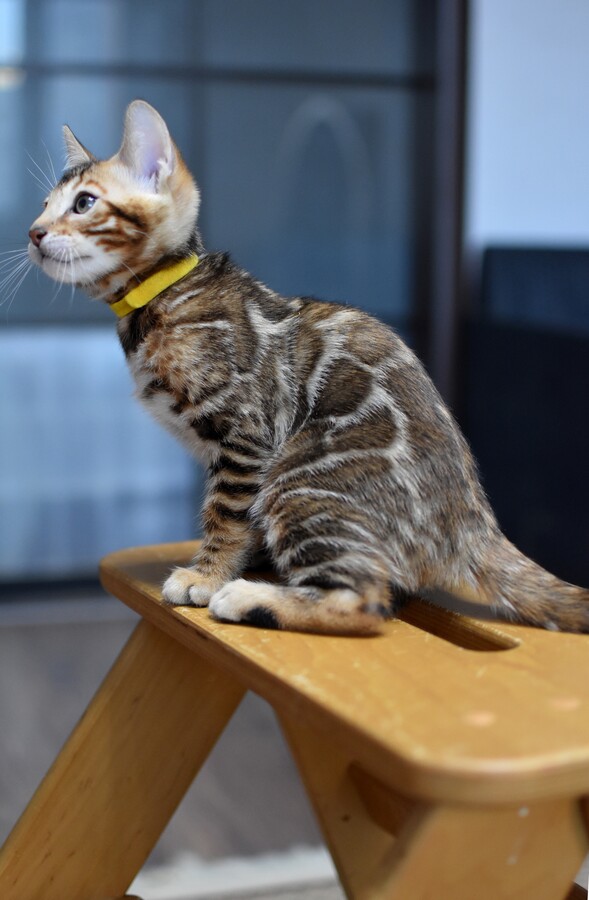 Бенгальский котенок Greenstyle Sinbad фото 3