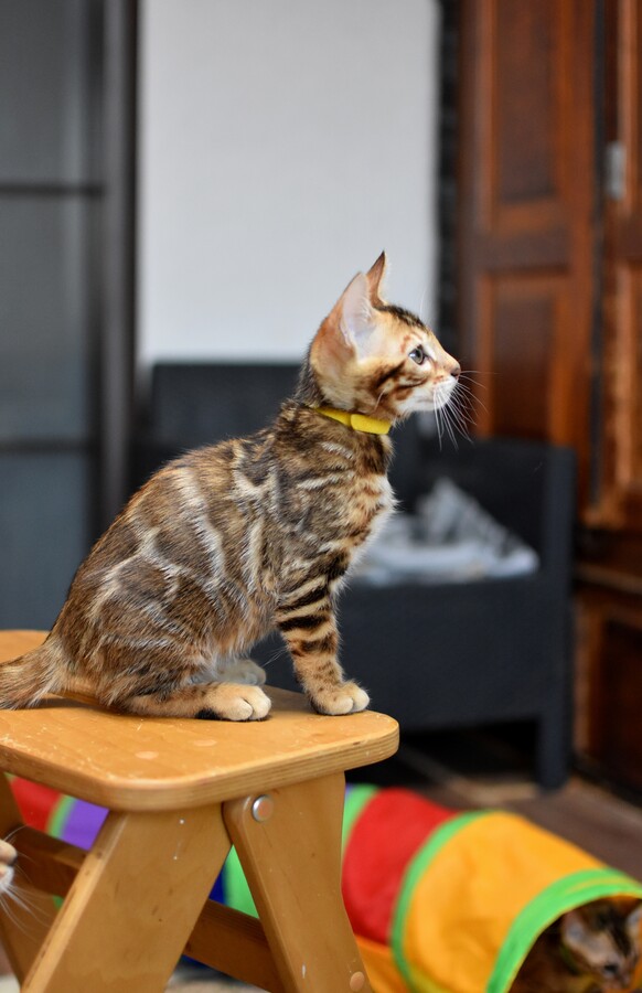 Бенгальский котенок Greenstyle Sinbad фото 4