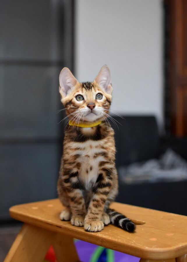 Бенгальский котенок Greenstyle Sinbad фото 5