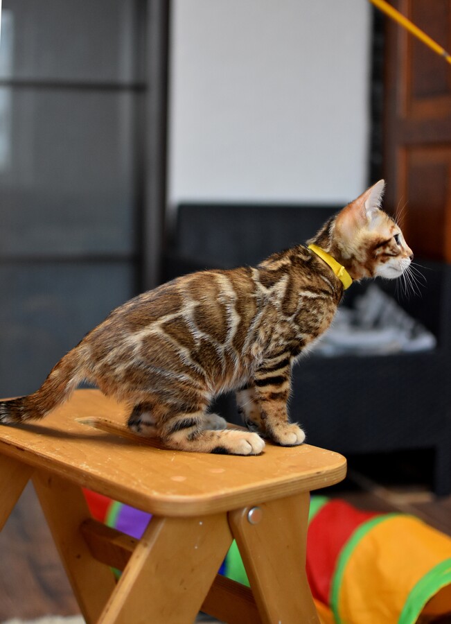 Бенгальский котенок Greenstyle Sinbad фото 6