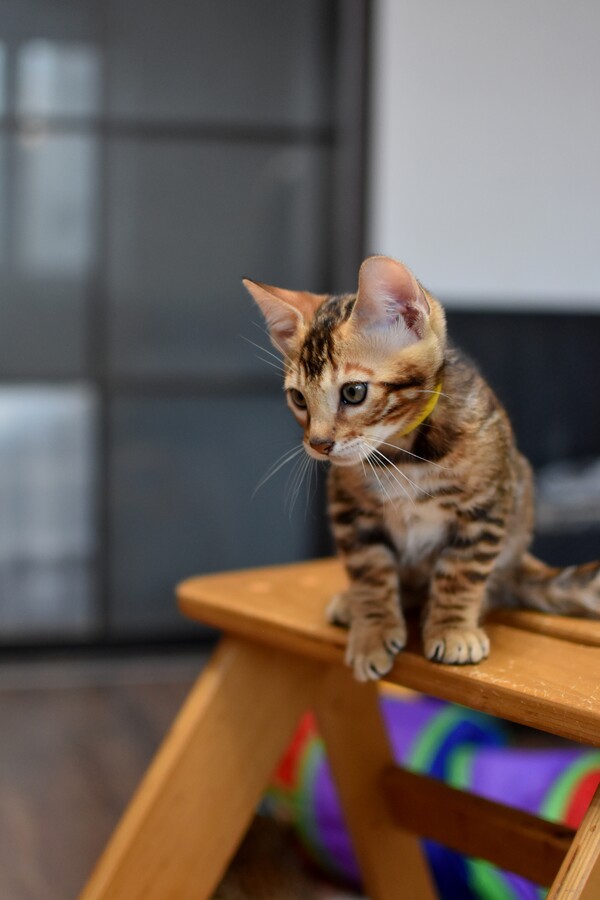 Бенгальский котенок Greenstyle Sinbad фото 7