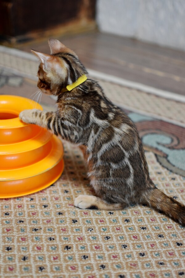 Бенгальский котенок Greenstyle Sinbad фото 8