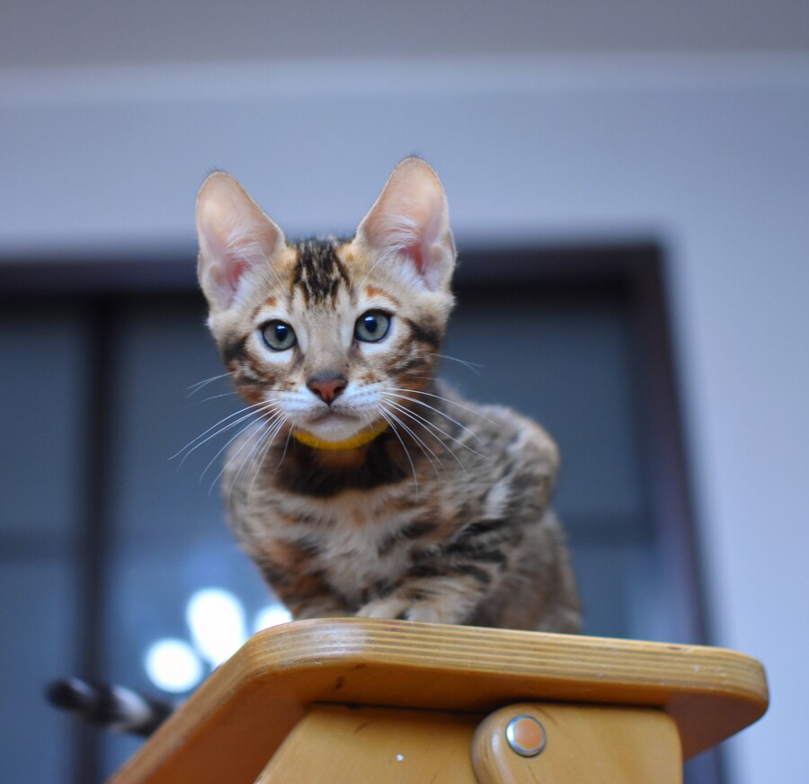 Бенгальский котенок Greenstyle Sinbad фото 9