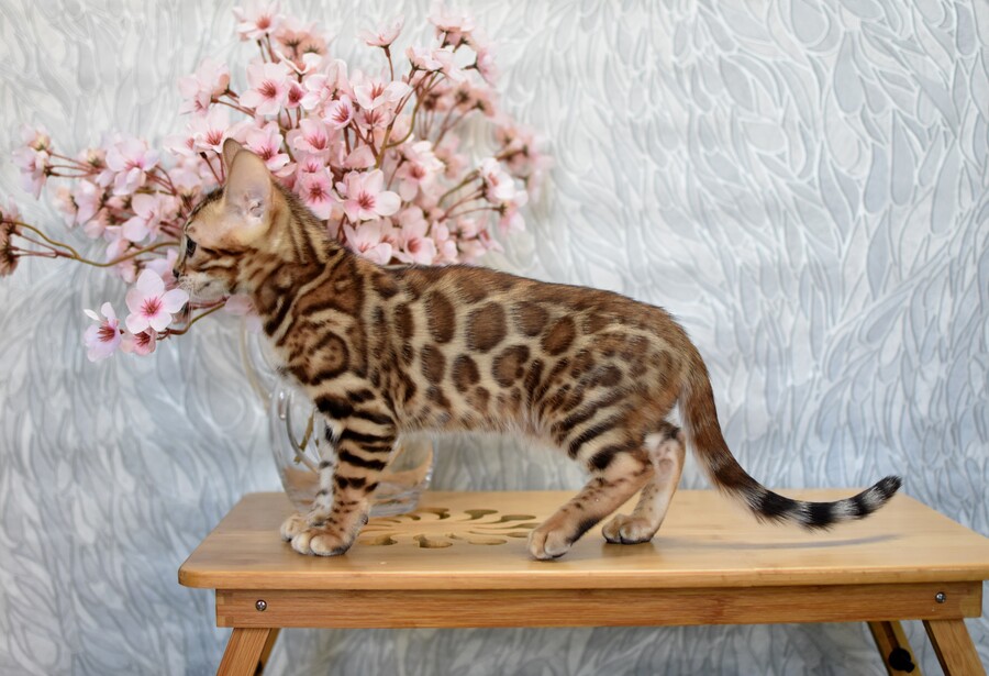 Бенгальский котенок GREENSTYLE SOLOMON