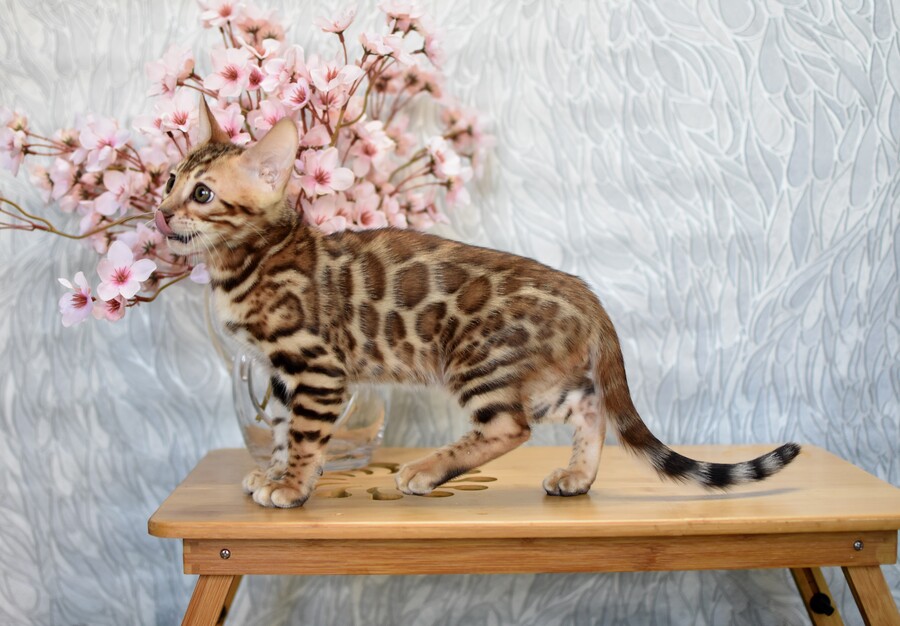 Бенгальский котенок GREENSTYLE SOLOMON фото 2