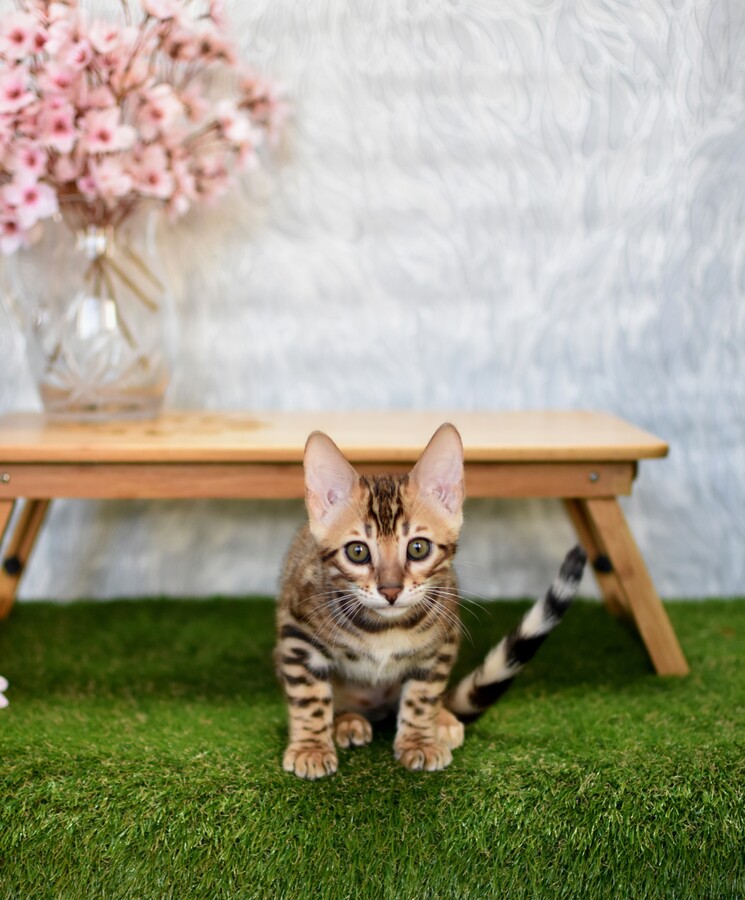 Бенгальский котенок GREENSTYLE SOLOMON фото 4