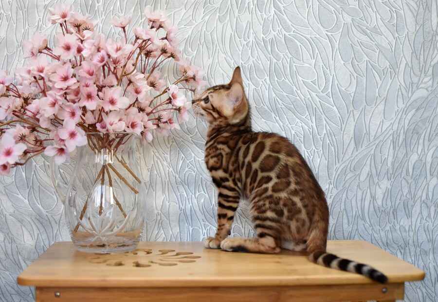 Бенгальский котенок GREENSTYLE SOLOMON фото 7